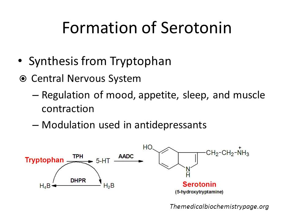 Formation of Serotonin