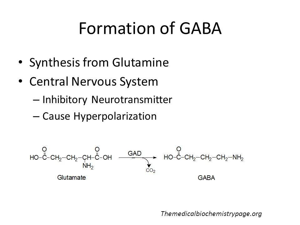 Formation of GABA Synthesis from Glutamine Central Nervous System