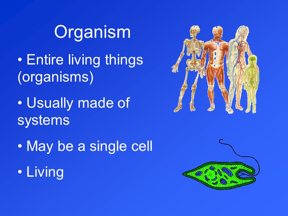 Organism Entire living things (organisms) Usually made of systems