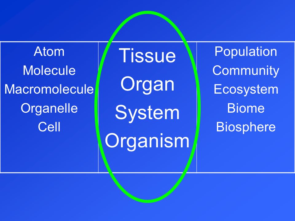 Tissue Organ System Organism Atom Molecule Macromolecule Organelle