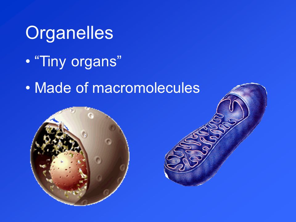 Organelles Tiny organs Made of macromolecules