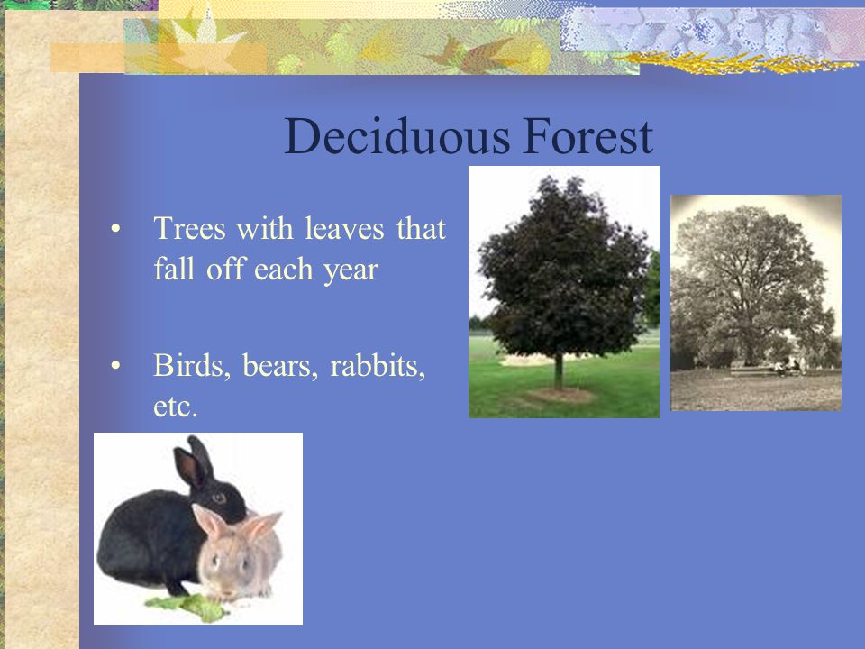 Deciduous Forest Trees with leaves that fall off each year