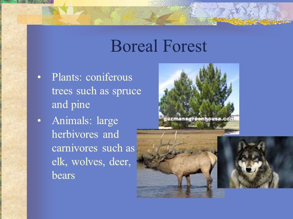 Boreal Forest Plants: coniferous trees such as spruce and pine