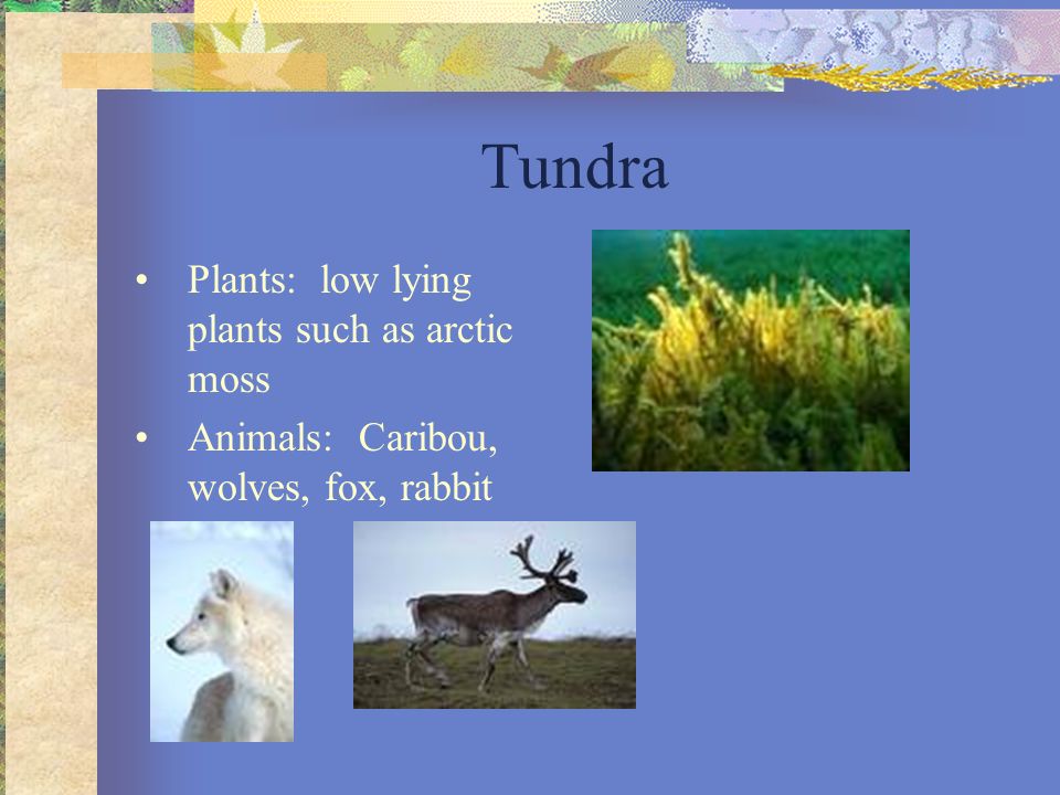 Tundra Plants: low lying plants such as arctic moss