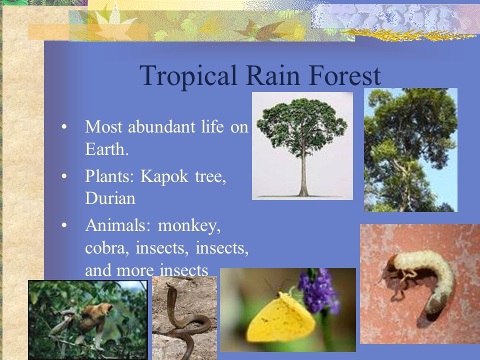 Tropical Rain Forest Most abundant life on Earth.