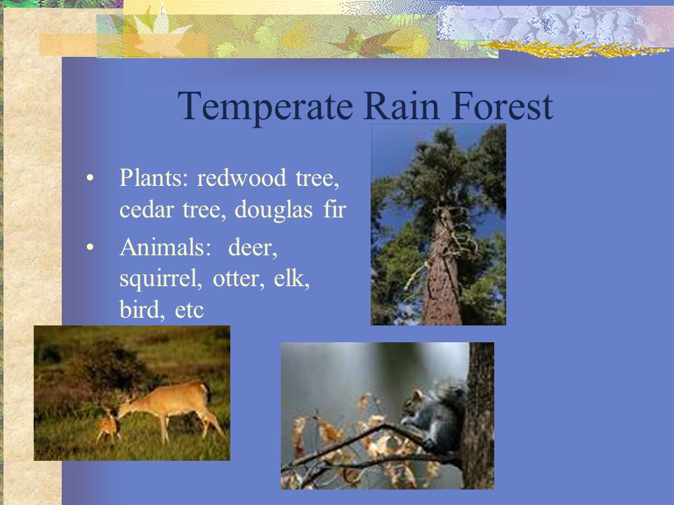 Temperate Rain Forest Plants: redwood tree, cedar tree, douglas fir