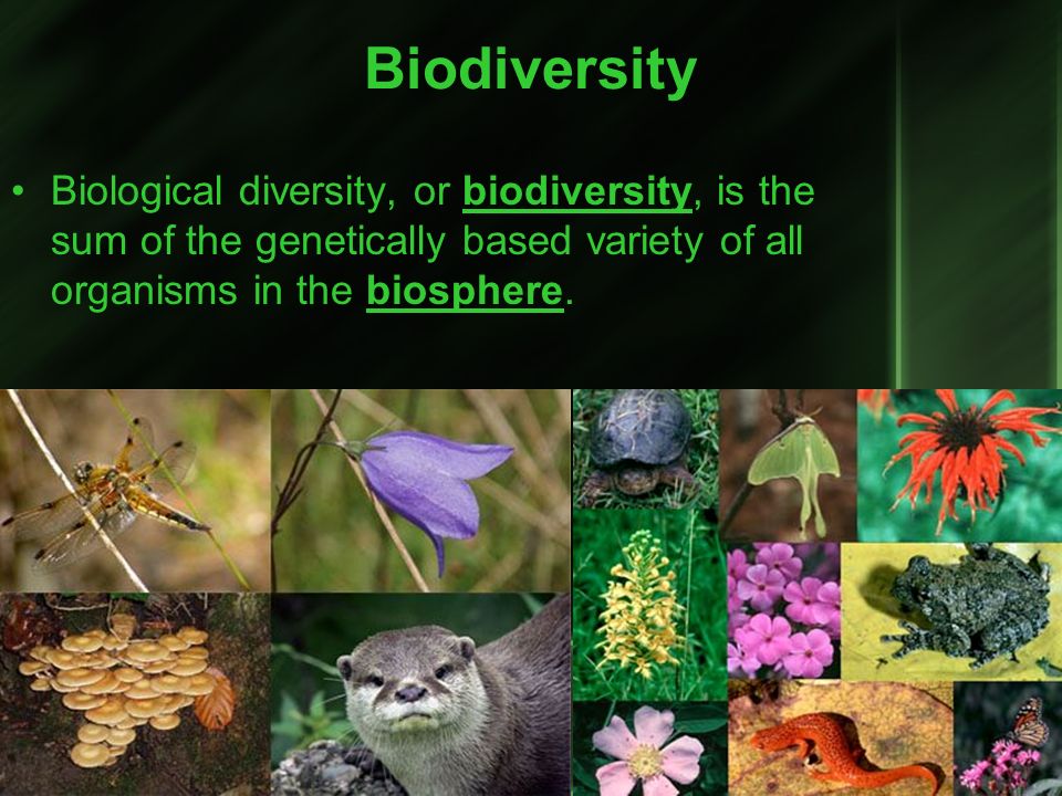 Biodiversity Biological diversity, or biodiversity, is the sum of the genetically based variety of all organisms in the biosphere.