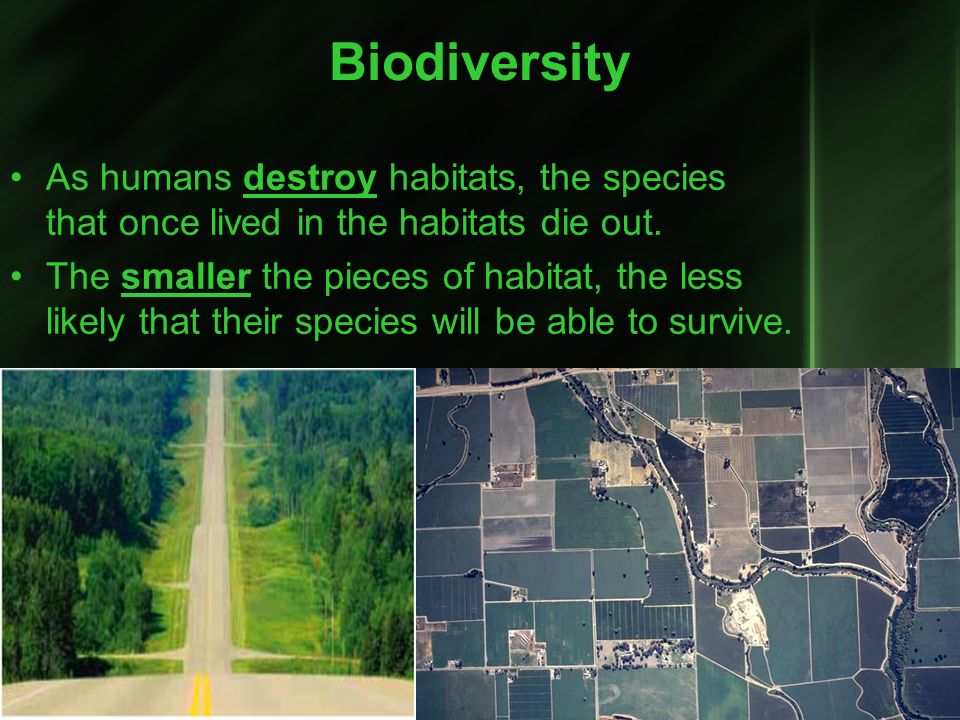 Biodiversity As humans destroy habitats, the species that once lived in the habitats die out.