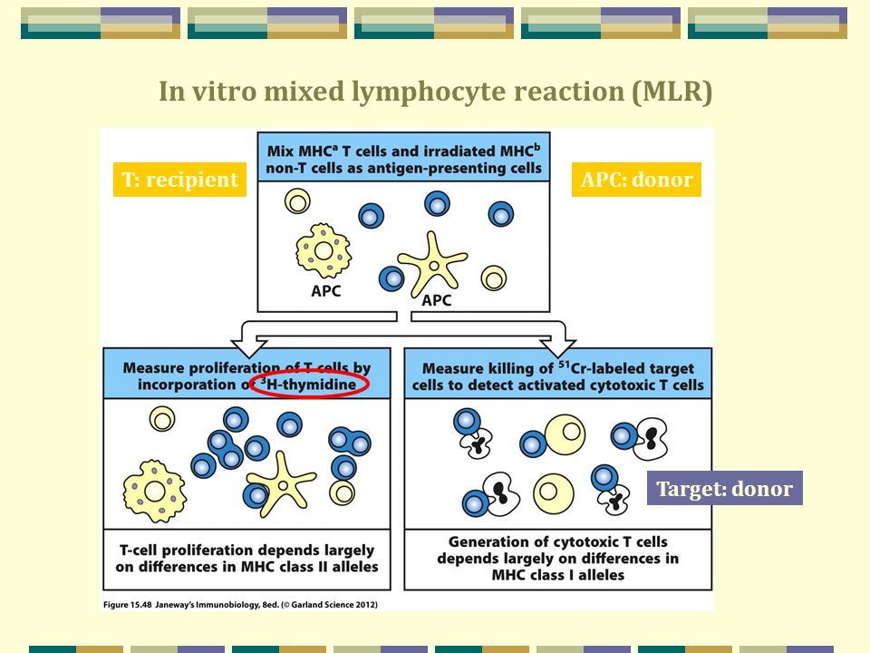 transplant rejection,hairtransplant responses to alloantigens and transplant rejection