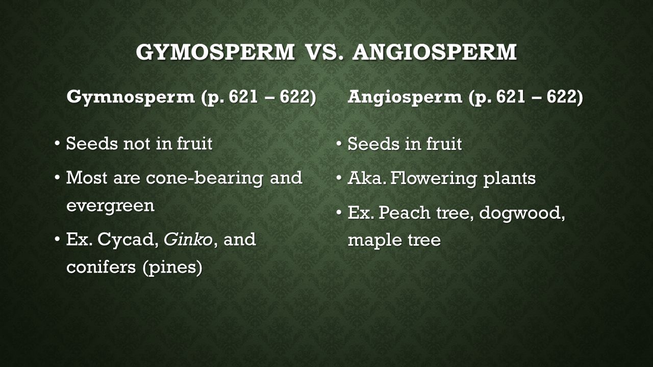 Gymosperm vs. Angiosperm
