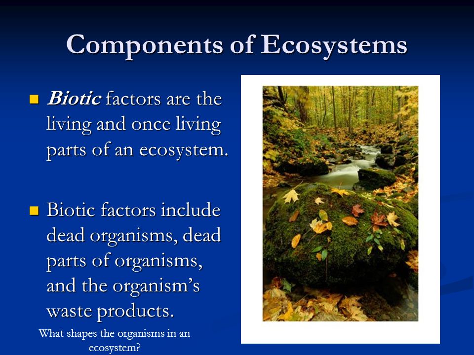 Components of Ecosystems