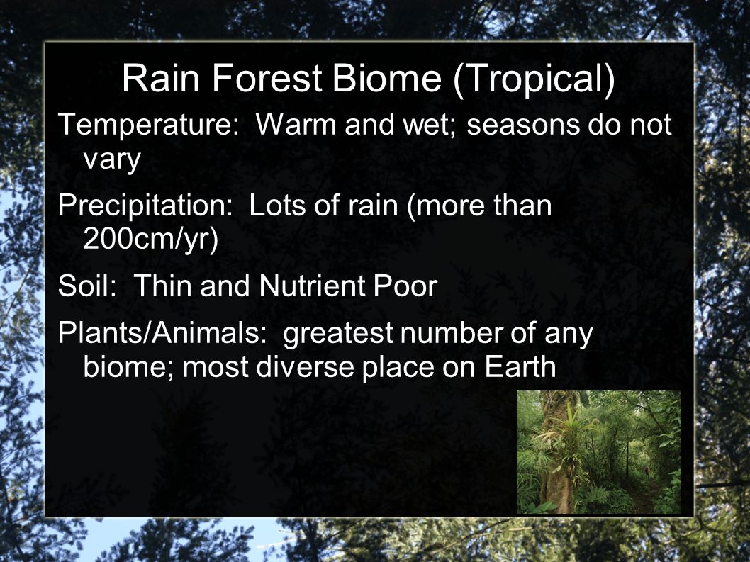 Rain Forest Biome (Tropical)