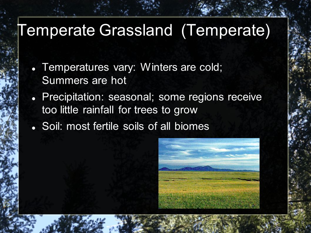 Temperate Grassland (Temperate)