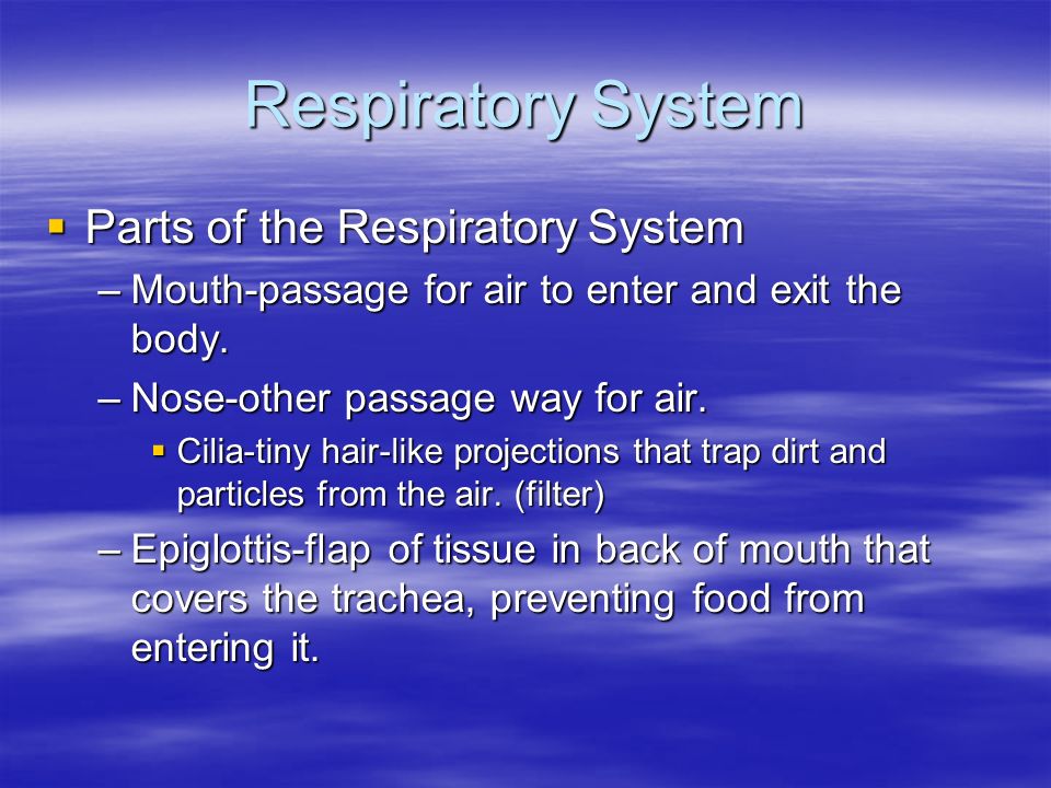 Respiratory System Parts of the Respiratory System