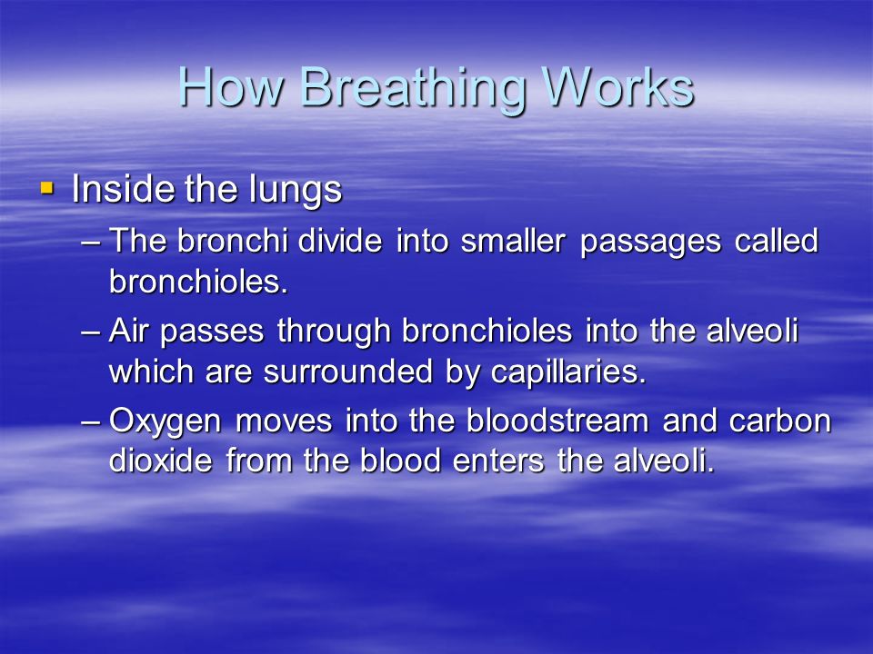 How Breathing Works Inside the lungs