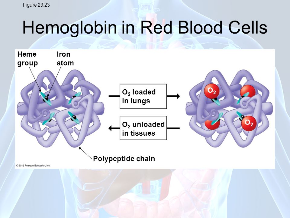 Hemoglobin in Red Blood Cells