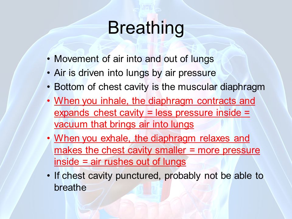 Breathing Movement of air into and out of lungs