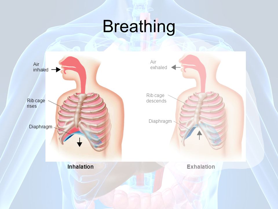 Breathing Inhalation Exhalation Air exhaled Air inhaled