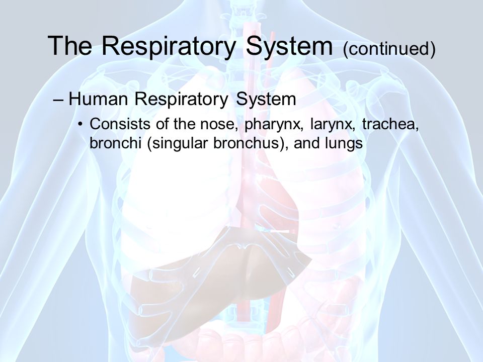 The Respiratory System (continued)