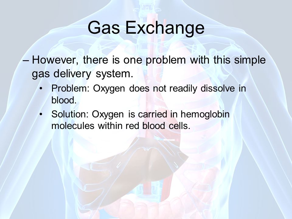 Gas Exchange However, there is one problem with this simple gas delivery system. Problem: Oxygen does not readily dissolve in blood.