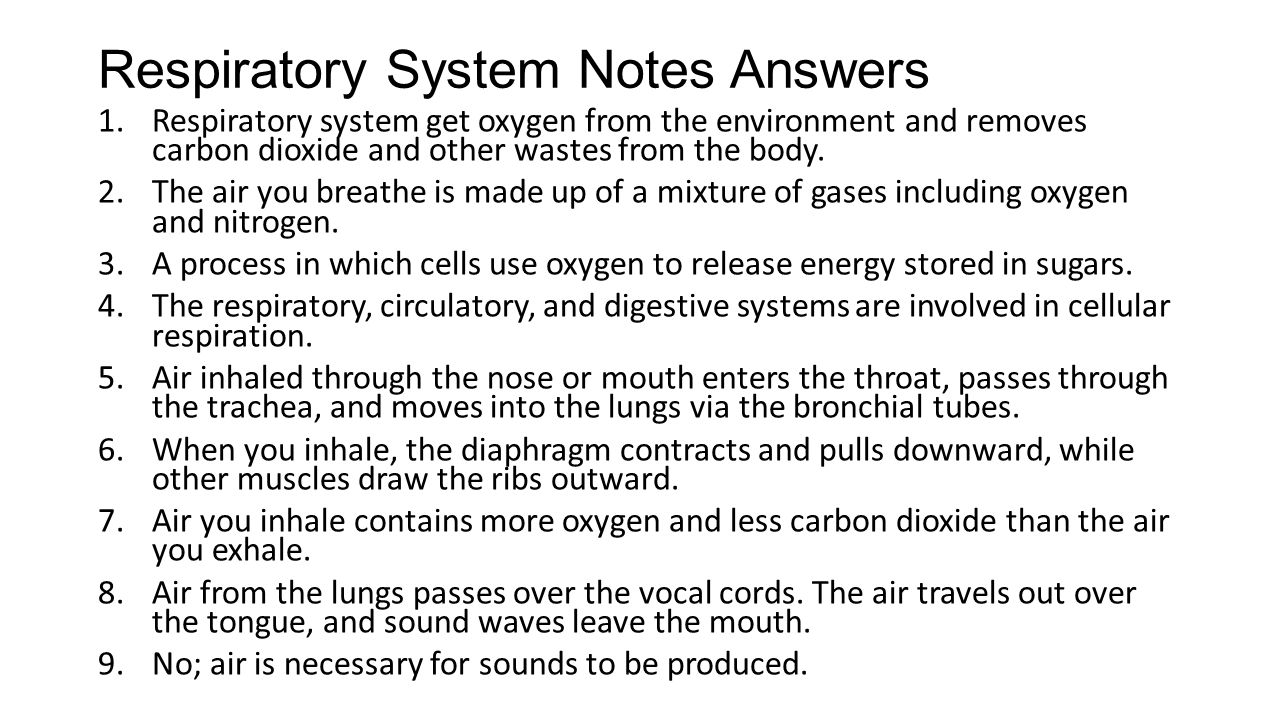 Respiratory System Notes Answers