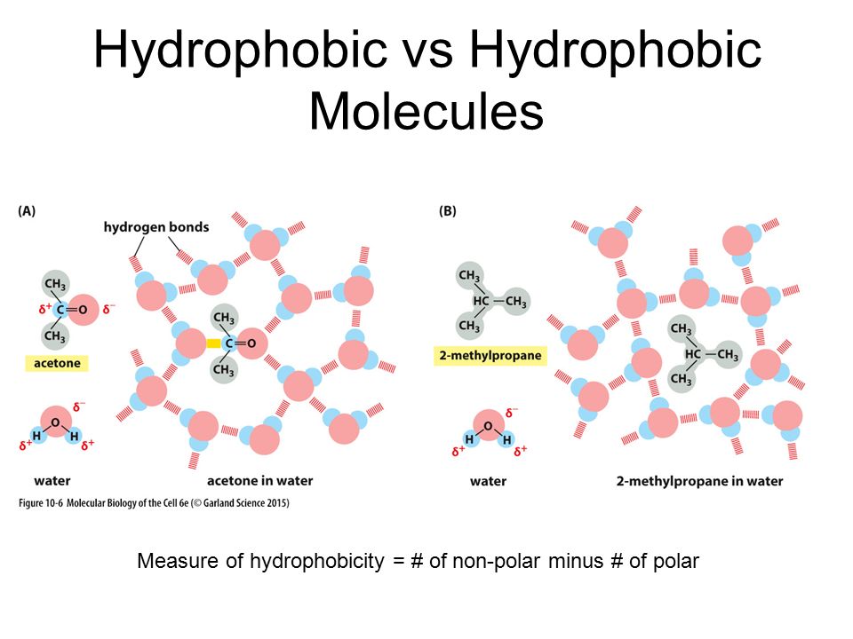 Hydrophobic vs Hydrophobic Molecules