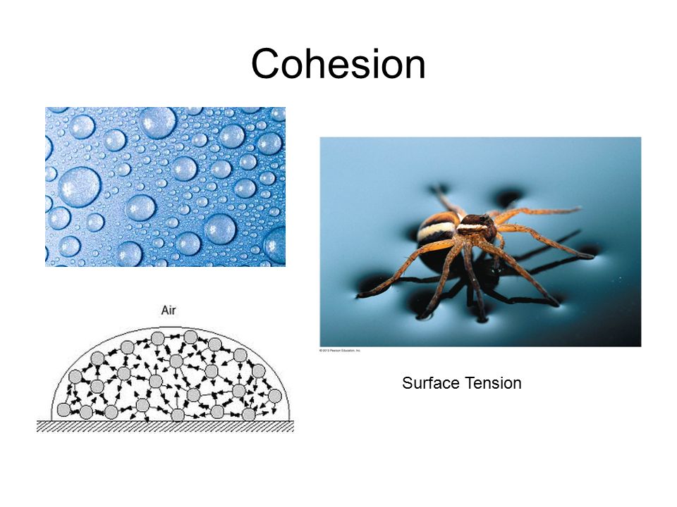 Cohesion Surface Tension