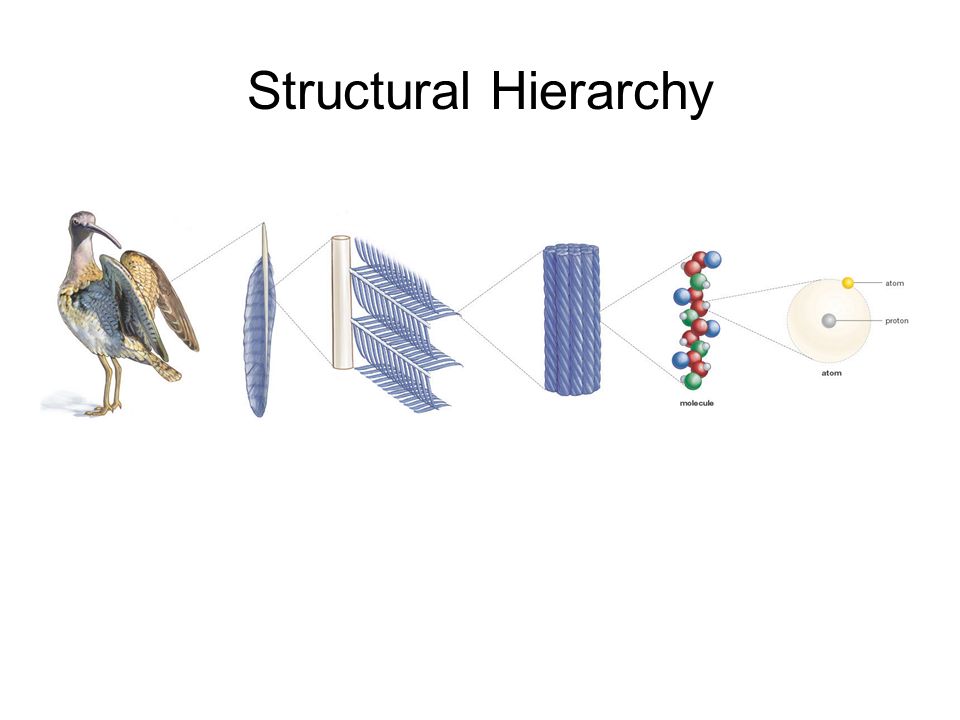 Structural Hierarchy