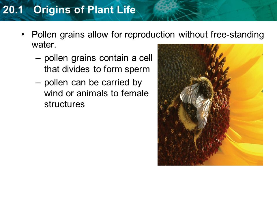Pollen grains allow for reproduction without free-standing water.