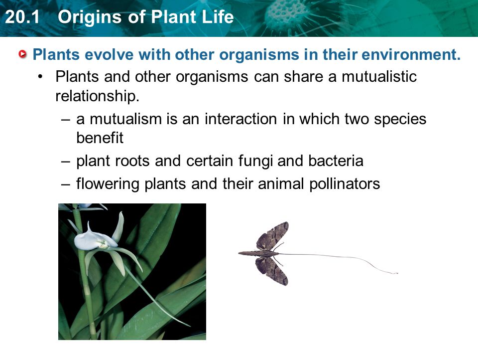 Plants evolve with other organisms in their environment.