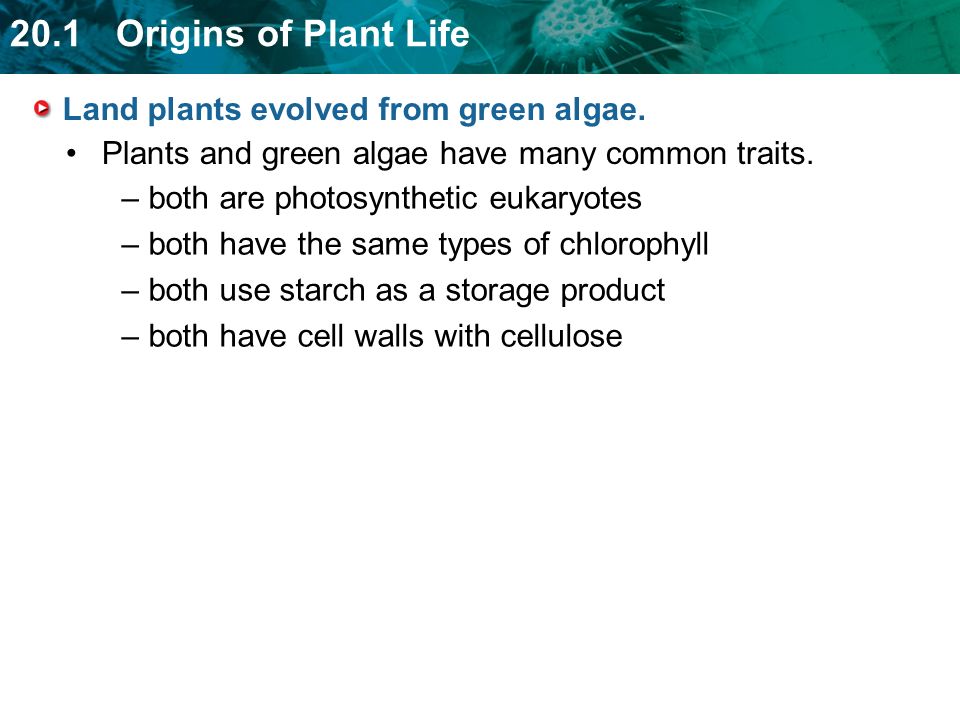 Land plants evolved from green algae.
