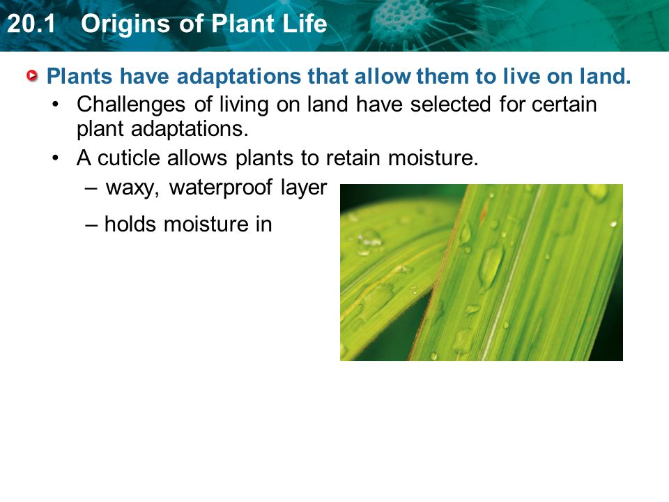 Plants have adaptations that allow them to live on land.