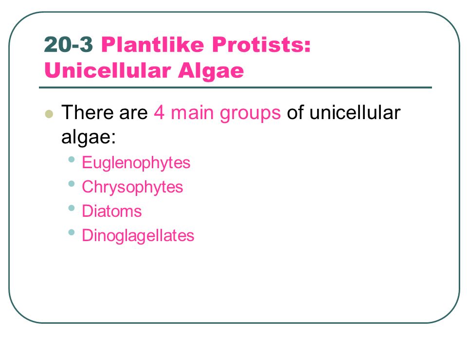 20-3 Plantlike Protists: Unicellular Algae