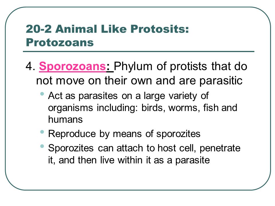 20-2 Animal Like Protosits: Protozoans