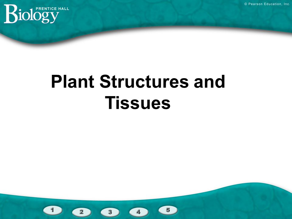 Plant Structures and Tissues