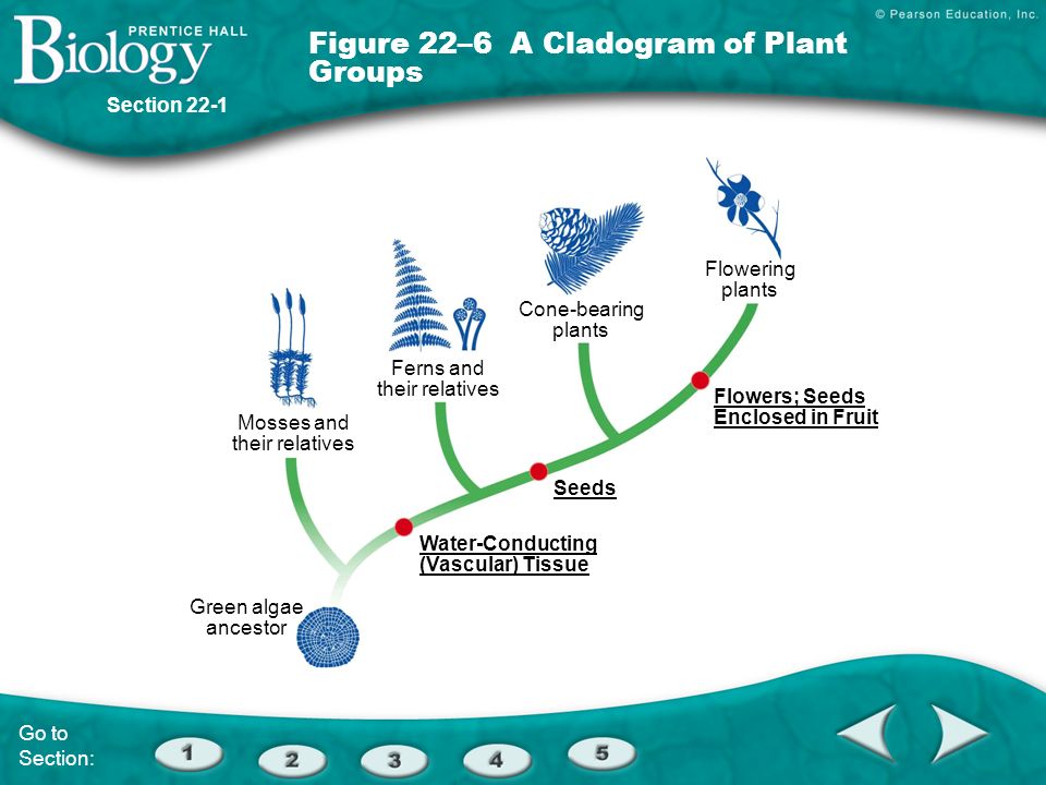 Figure 22–6 A Cladogram of Plant Groups