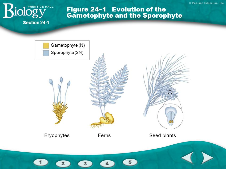 Figure 24–1 Evolution of the Gametophyte and the Sporophyte
