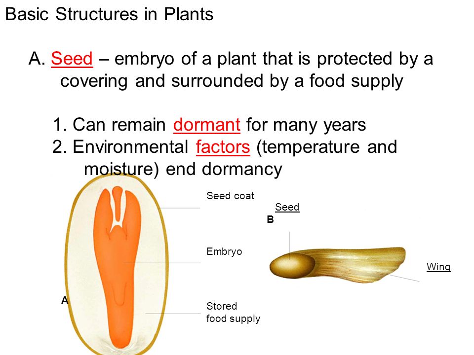 Figure 22–19 The Structure of a Seed