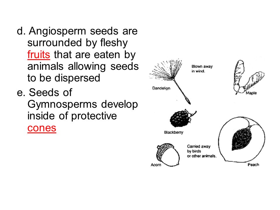 d. Angiosperm seeds are surrounded by fleshy fruits that are eaten by animals allowing seeds to be dispersed