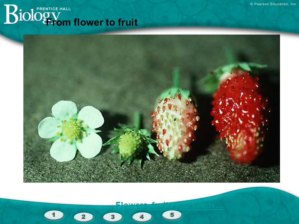 From flower to fruit Flowers, fruits and seeds…