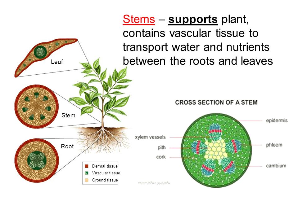Stems – supports plant, contains vascular tissue to transport water and nutrients between the roots and leaves