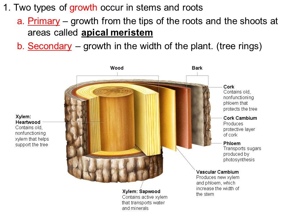 Two types of growth occur in stems and roots