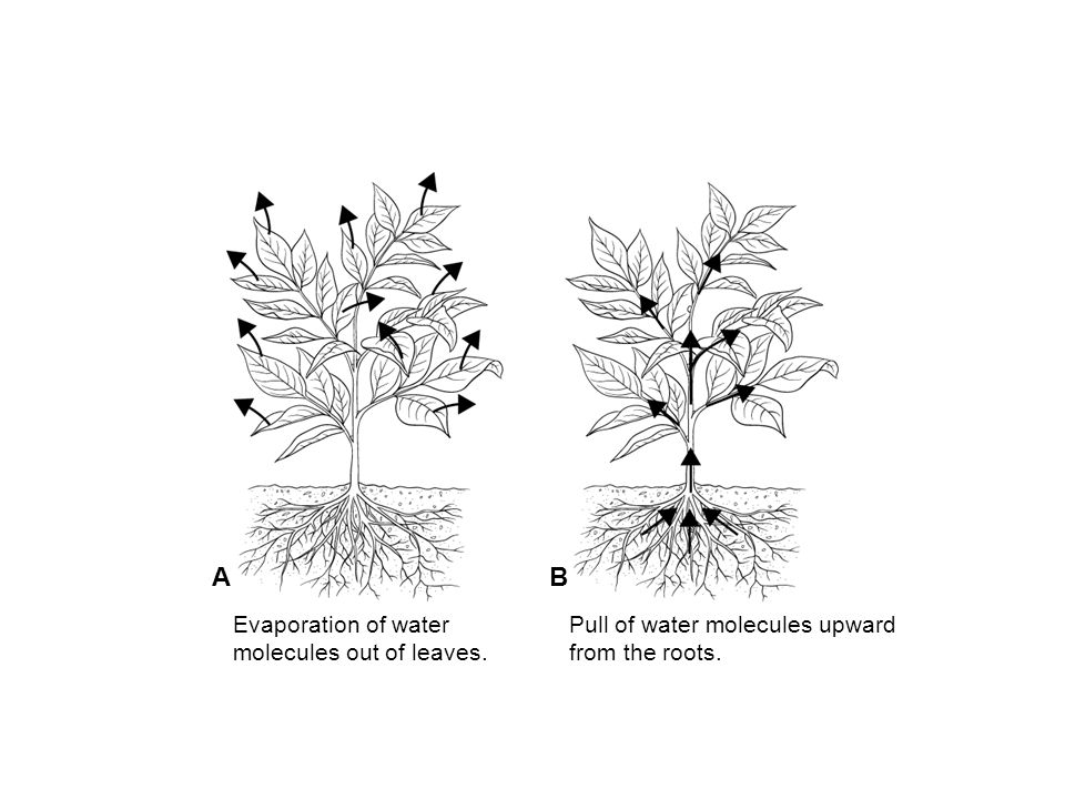 Transpiration A B Evaporation of water molecules out of leaves.