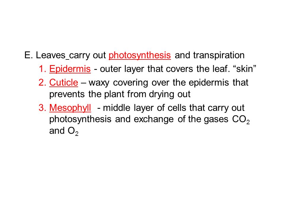 E. Leaves carry out photosynthesis and transpiration