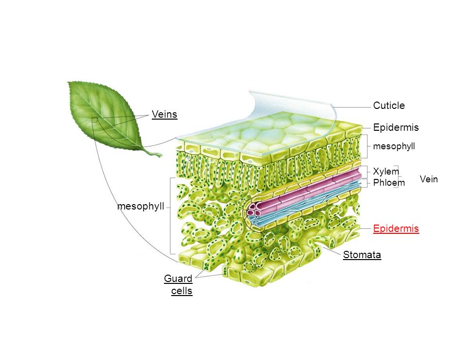 Figure 23–18 The Internal Structure of a Leaf