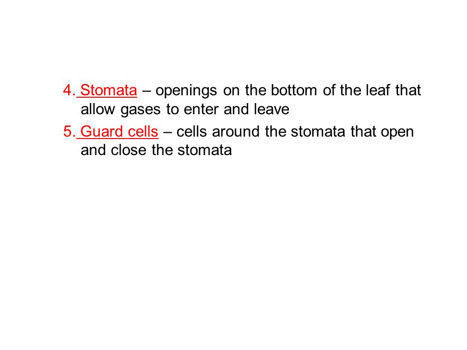 4. Stomata – openings on the bottom of the leaf that allow gases to enter and leave
