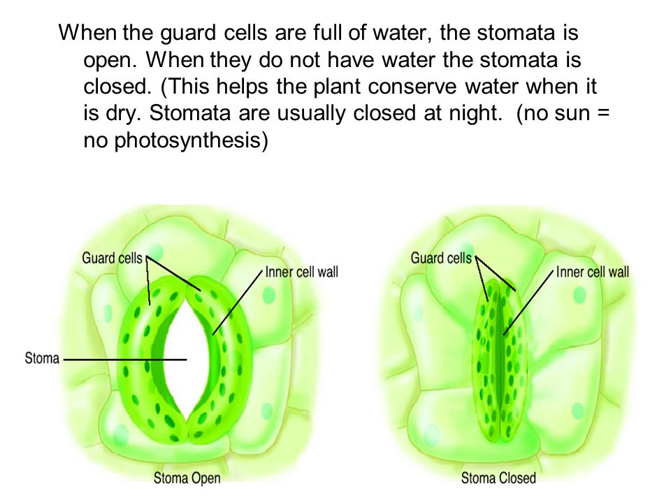 When the guard cells are full of water, the stomata is open
