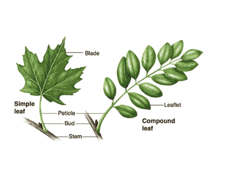 23-4 Structure and Function of Leaves