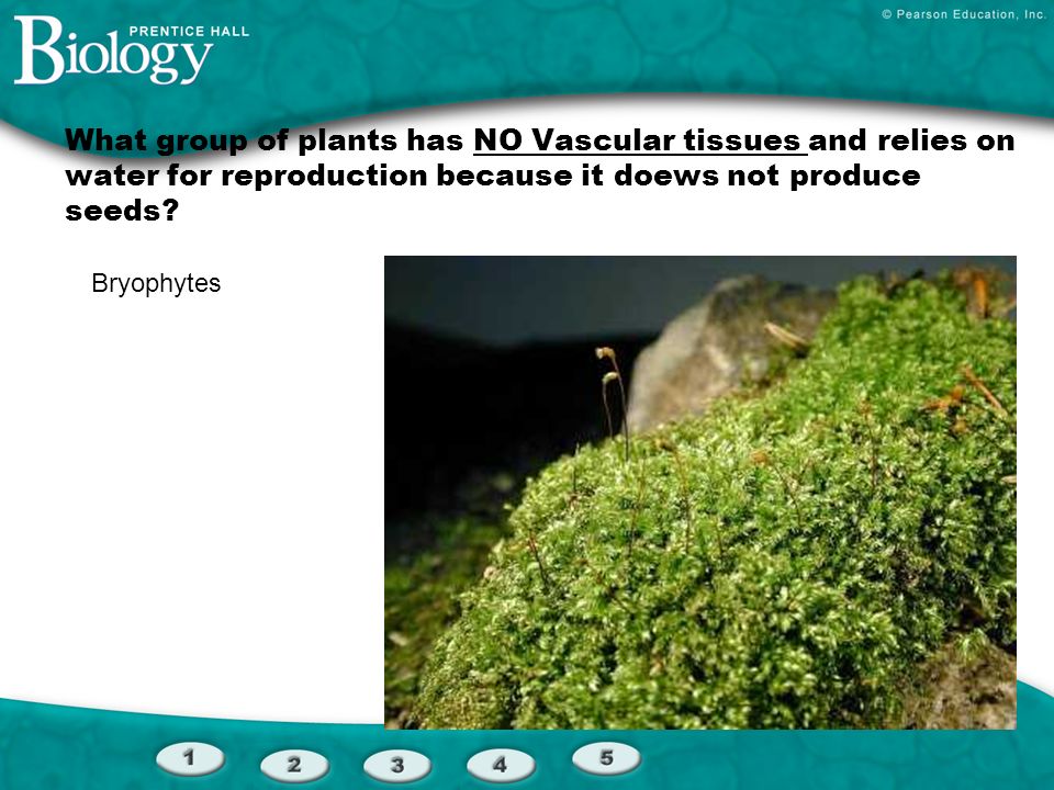 What group of plants has NO Vascular tissues and relies on water for reproduction because it doews not produce seeds