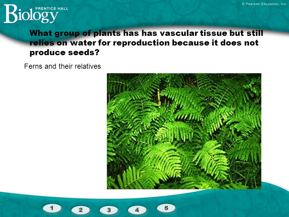 What group of plants has has vascular tissue but still relies on water for reproduction because it does not produce seeds
